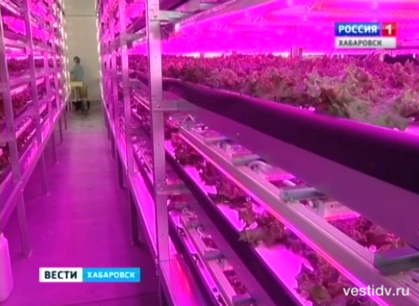 Теплицы по японской технологии