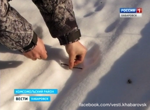 Следы тигра в заповеднике «Комсомольский»