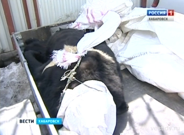 Медведь напал на женщину