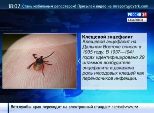 Первый случай присасывания клеща