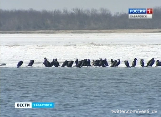 Перелетные птицы