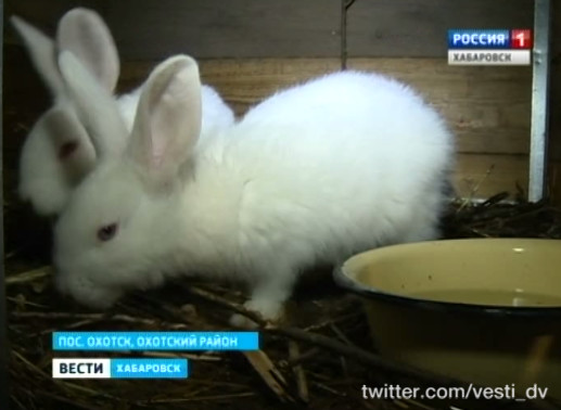 Фермерский бум в Охотске