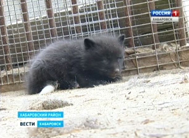 Пробуждение в зоосаде «Приамурский»