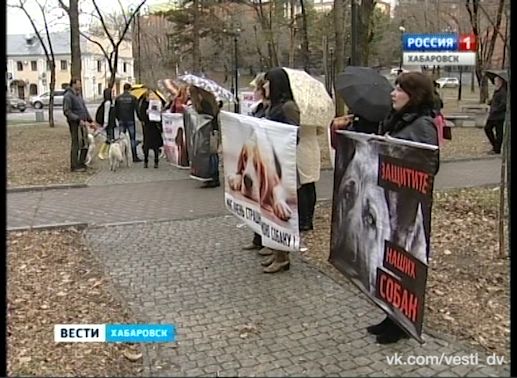 Пикет в защиту животных