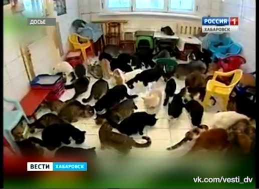 Приставы забрали кошек