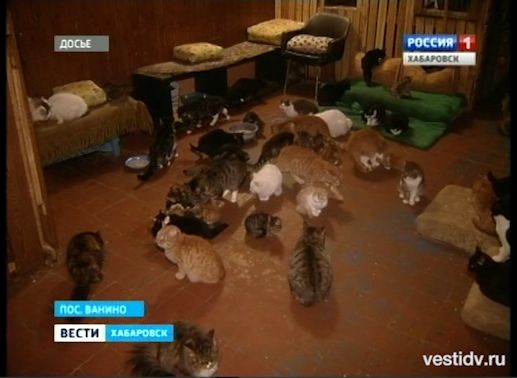 Кошки и приставы