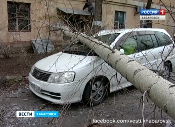 Тополь упал на припаркованный автомобиль
