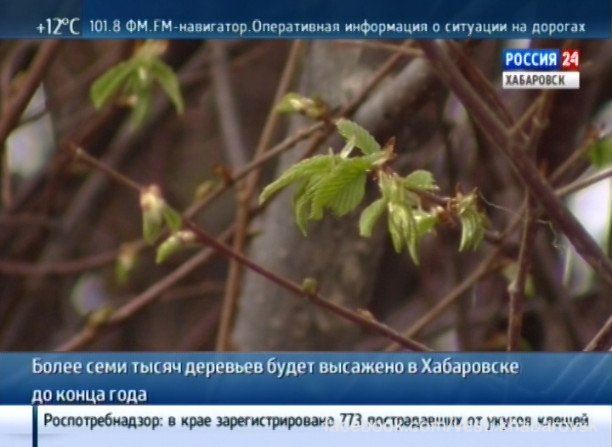 Озеленение Хабаровска