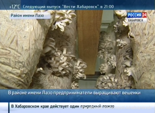 Урожай вешенок в районе имени Лазо