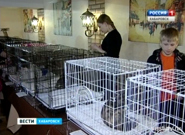 Первое котокафе в Хабаровске