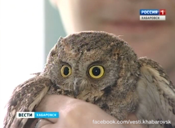 Спасение совёнка