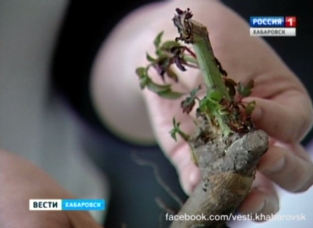 Экспертиза рассады