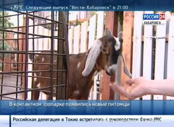 Новые питомцы контактного зоопарка «Экзотик парк»