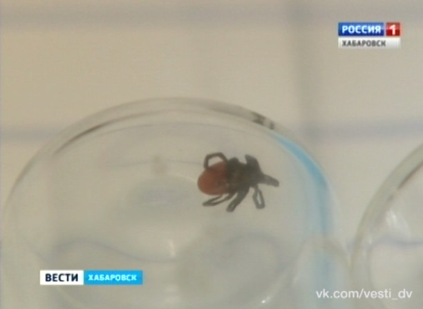 Активность клещей
