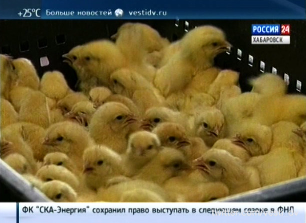 В Комсомольске-на-Амуре планируют создать сельскохозяйственный кластер