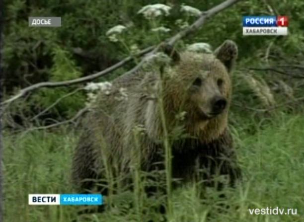 Медведь насмерть задрал человека