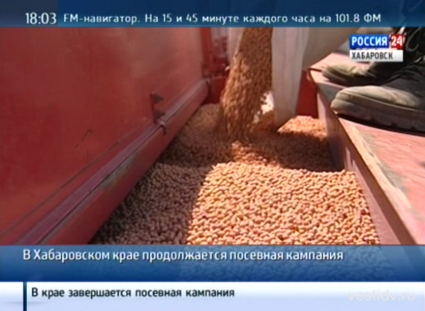 Сильные дожди мешают высаживать картофель