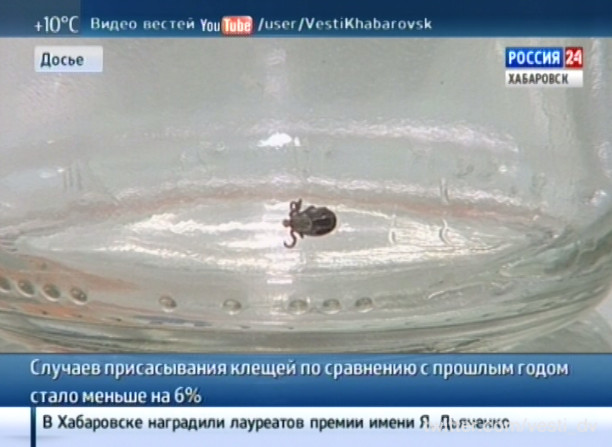 Случаев присасывания клещей стало меньше