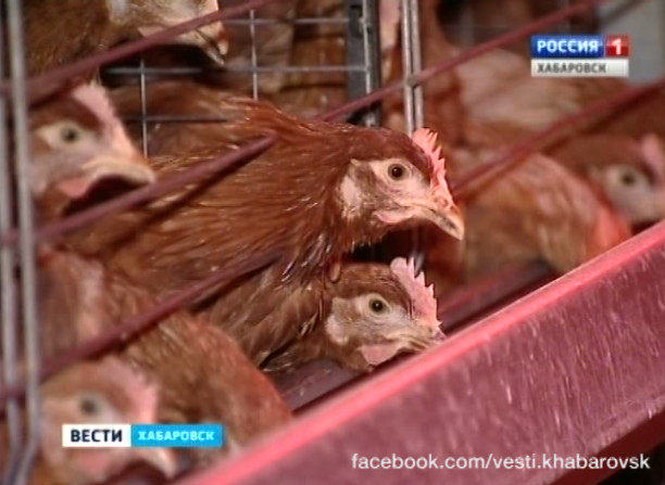 Дефицит кормов