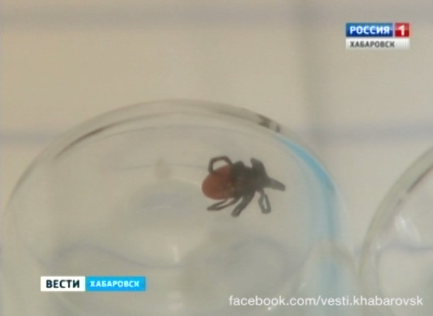 Первые случаи клещевого энцефалита