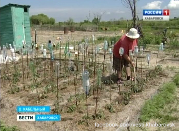 Дачи восстановили