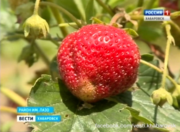 Сбор урожая клубники