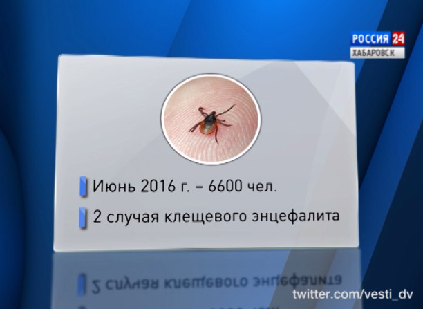 Специальный репортаж. Клещи