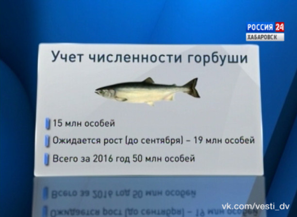 Специальный репортаж. Путина