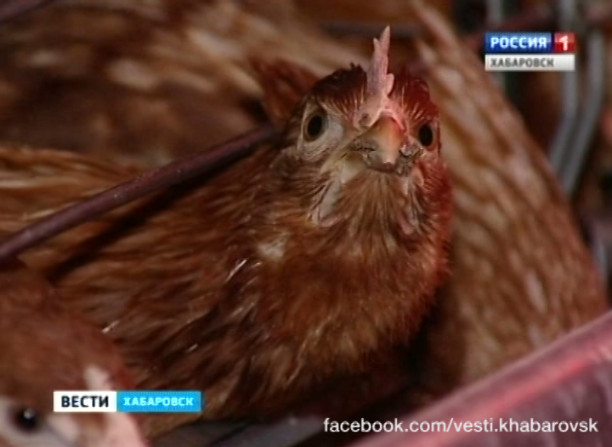 Зерно для сельхозпредприятий Хабаровского края