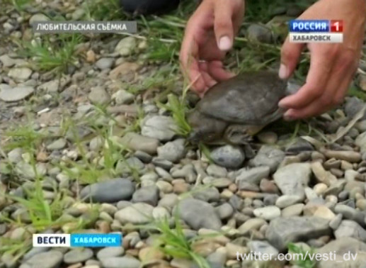 Будущее дальневосточной черепахи под угрозой!