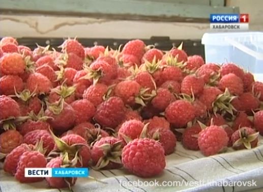 Малина поспела