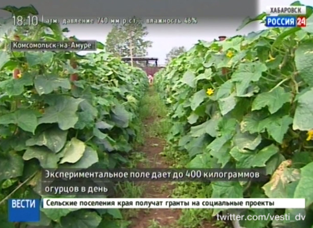 Круглогодичная сельхозпродукция в Комсомольске-на-Амуре