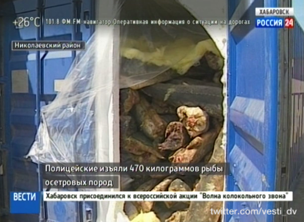 Браконьер с калужатиной