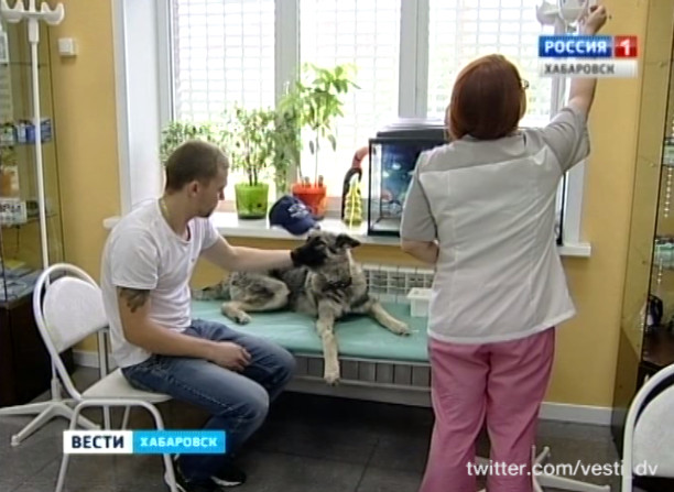 Вспышка чумы плотоядных