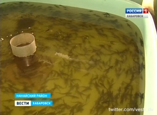 Анюйский рыборазводный завод