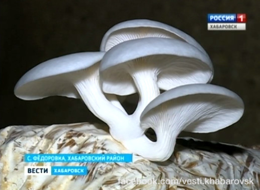 Подземная грибная плантация