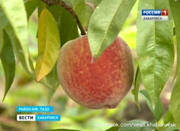 Сезон сбора персиков