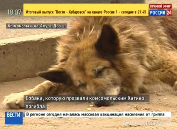 Комсомольский Хатико погиб