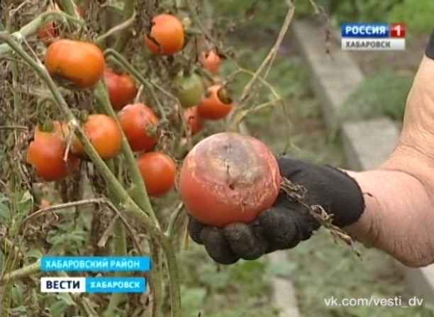 Неурожай 2016