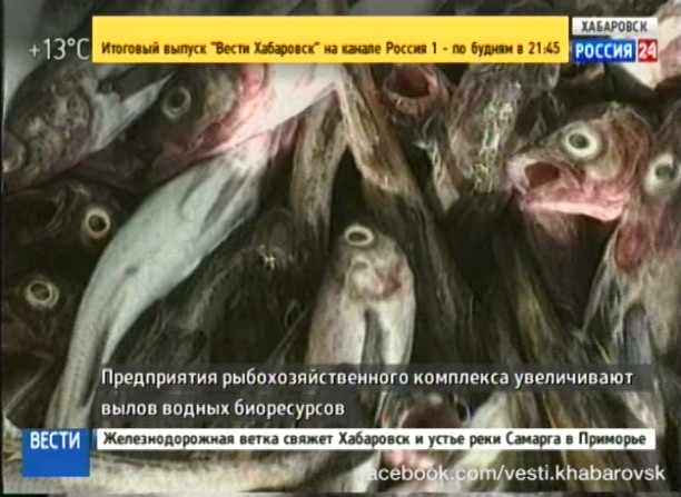 Вылов водных биоресурсов увеличен
