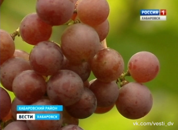 Сезон сбора винограда