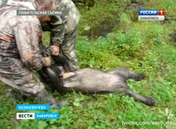 Пьяная медведица в селе Казакевичево