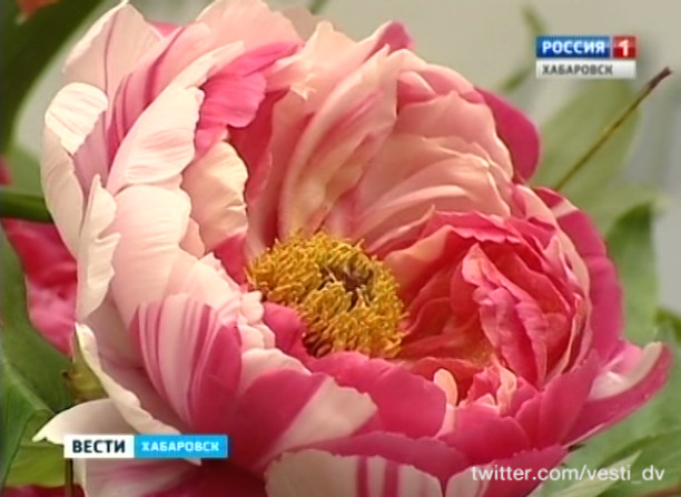 Высадка пионов