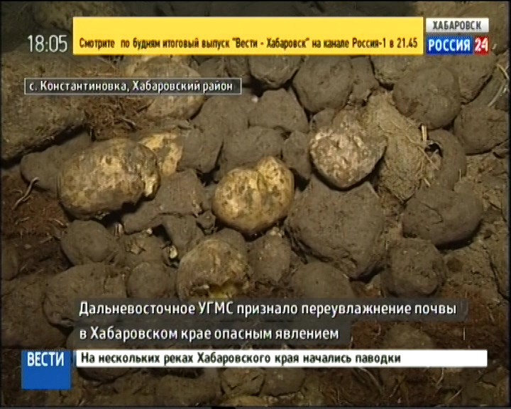 Гнилой картофель 2016