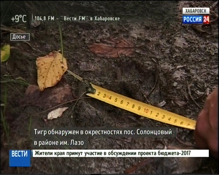 Тигр в Солонцовом