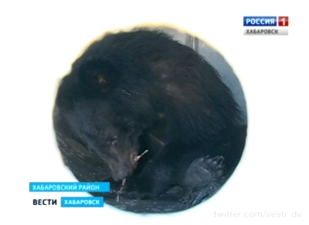 Медведицу поймали в селе Казакевичево