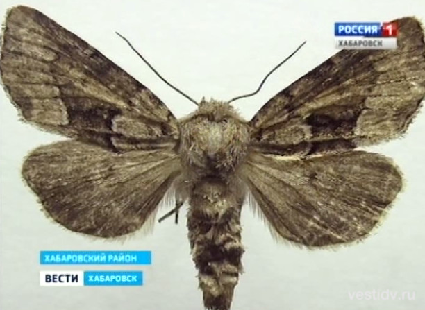 Энтомологи из Финляндии