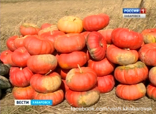 Сбор французской тыквы
