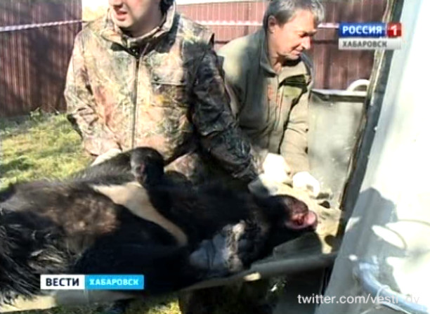 Гималайскую медведицу выпустили на свободу