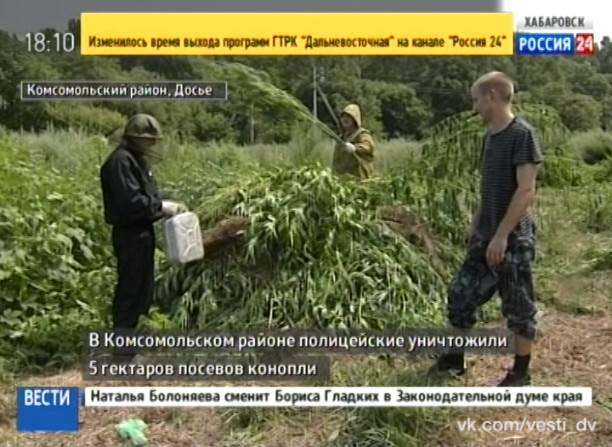 Уничтожение конопли